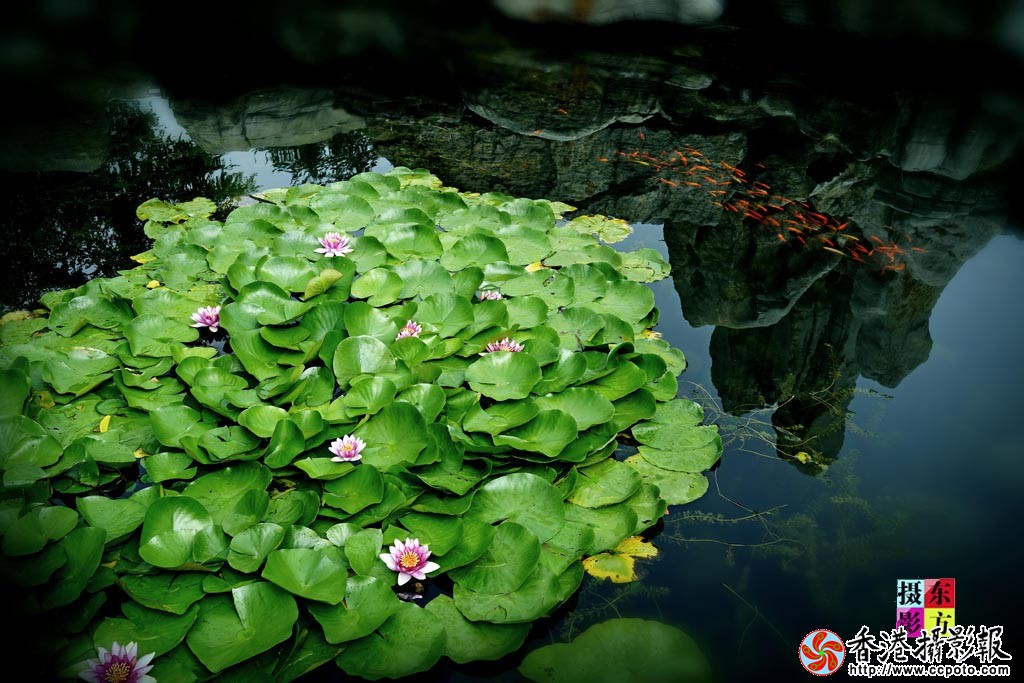 雨后莲花1..jpg