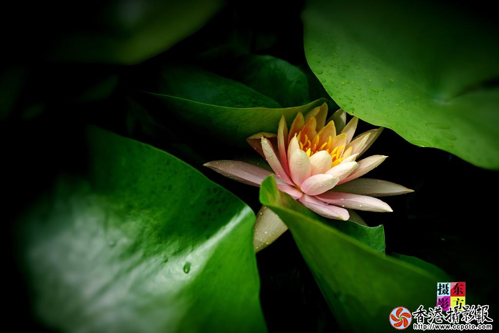 雨后莲花3..jpg