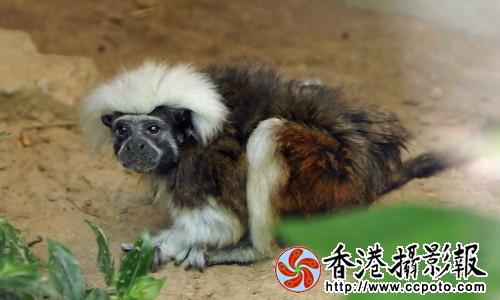 白头绒猴