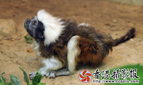 白头绒猴