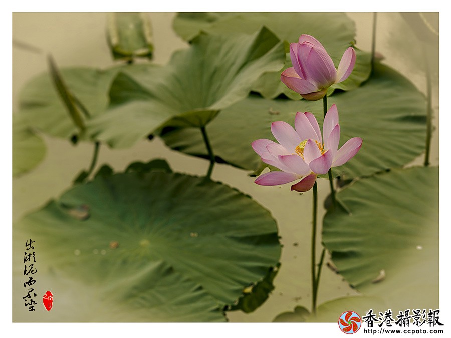 荷花1加印.jpg
