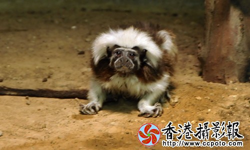 白头绒猴