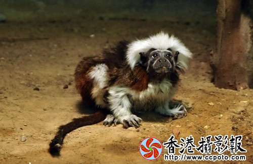 白头绒猴