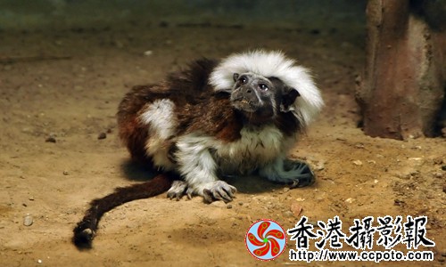 白头绒猴