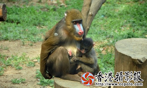 母与子