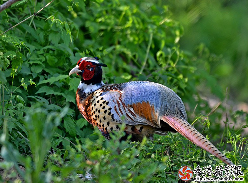 DSC_4529副本.jpg