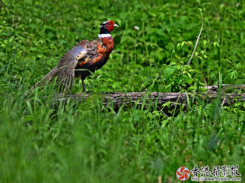 DSC_4760副本.jpg