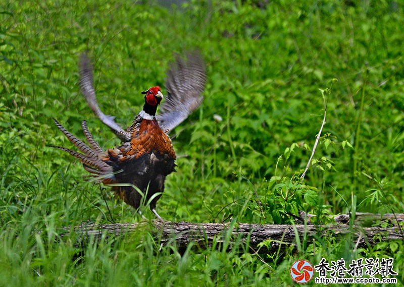 DSC_4765副本.jpg