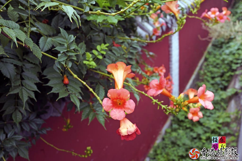墙里开花墙外红4..jpg