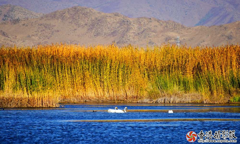 金黄碧蓝的可可托海
