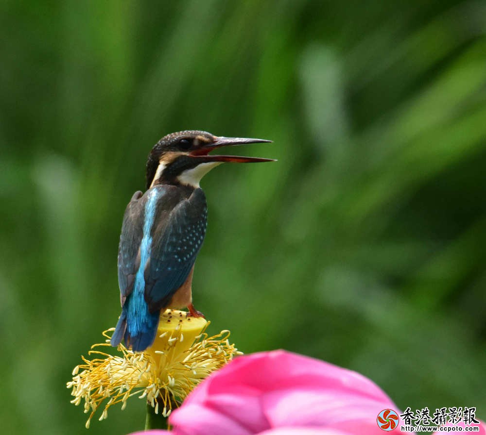 小翠鸣唱