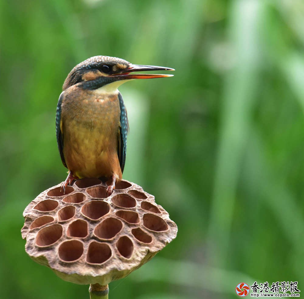 小翠鸣唱