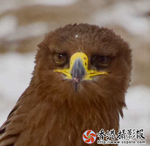 鹰的眼睛