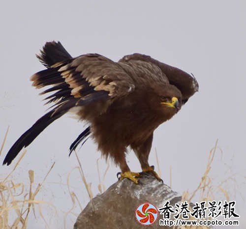 鹰的眼睛