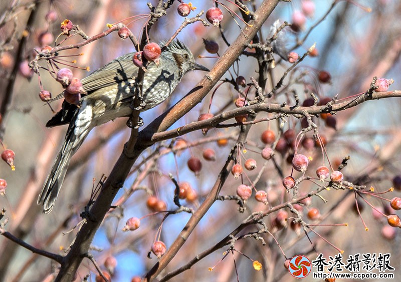 DSC斑鸠_4200.jpg