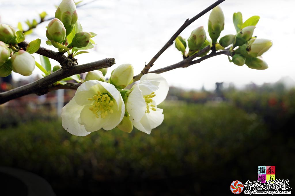 沂州海棠今又红-5..jpg