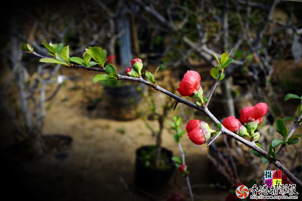 沂州海棠今又红-8..jpg