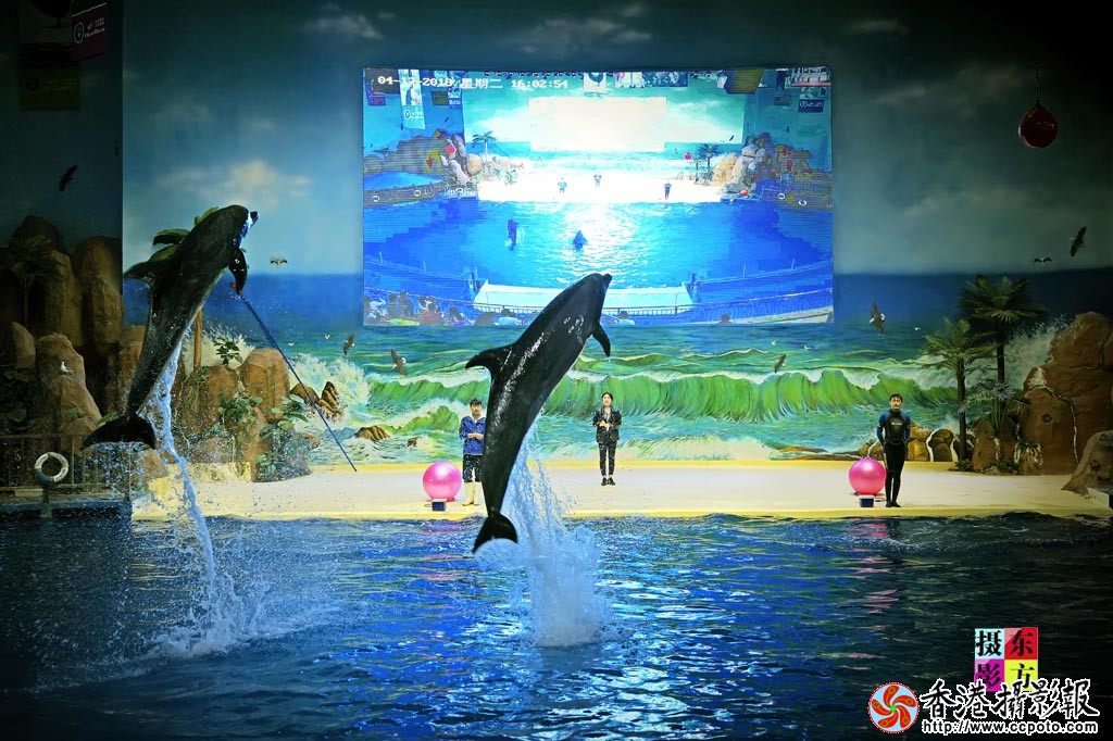 海豚表演2..jpg