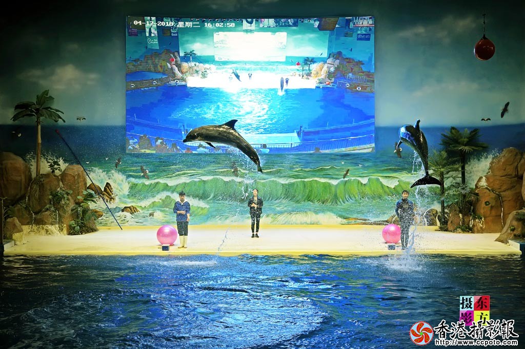 海豚表演3..jpg