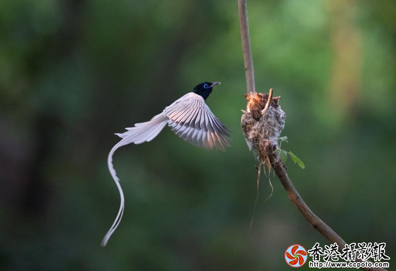 付顺林《白绶带》.jpg