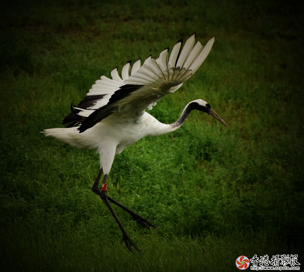 舞者