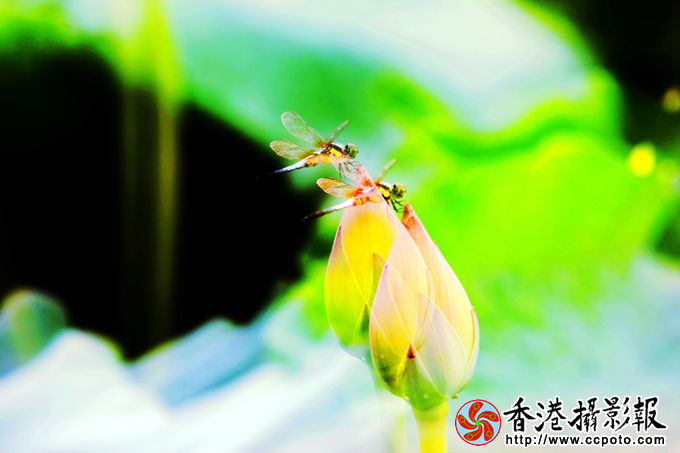 《蜻蜓点荷》.jpg